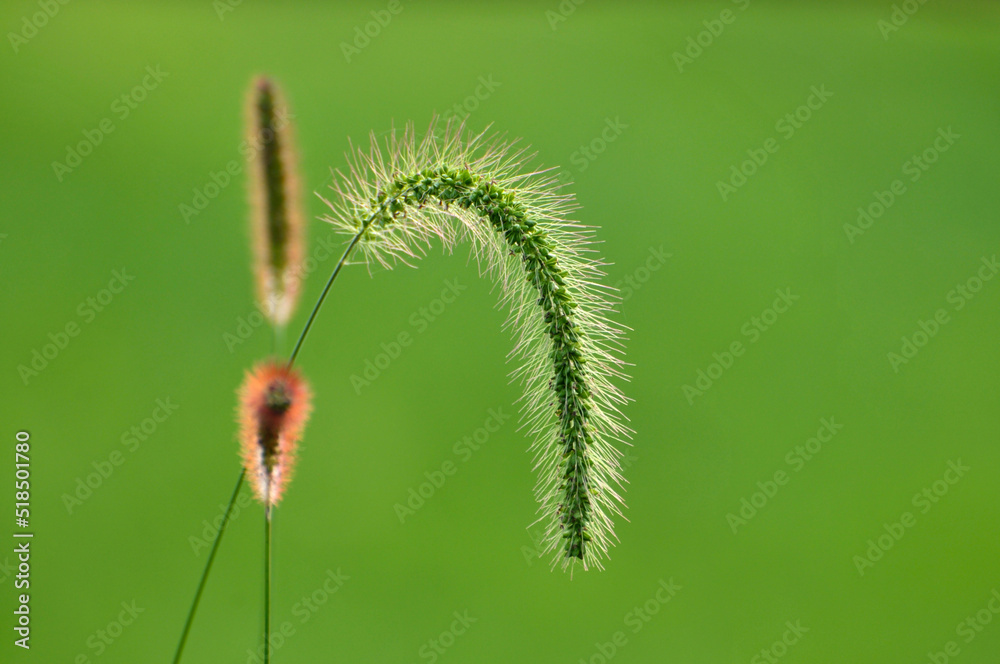 Obraz premium Foxtail flower