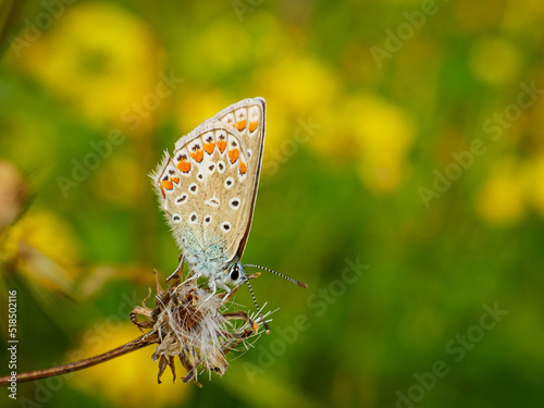 Schmetterling auf der Wiese