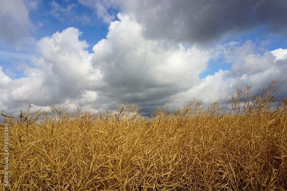 Gold-gelbes Getreidefeld vor blauem Himmel mit weißem dramatischem Wolkengebilde bei Sonne am Vormittag im Sommer 