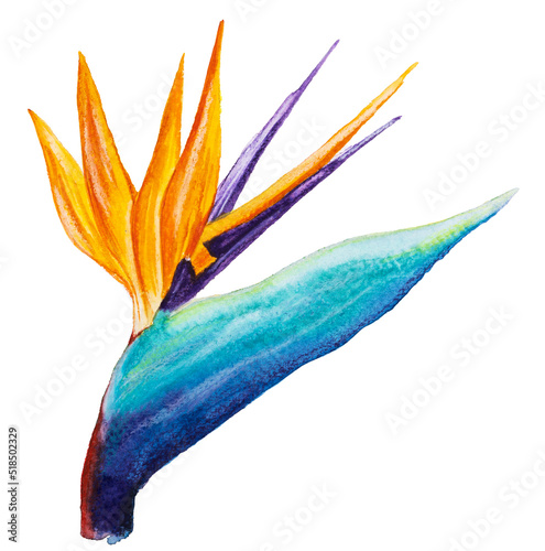 A paradise flower, Strelitzia Royal on a white background. Watercolor illustration