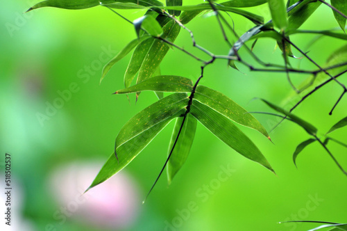 sunlight through the bamboo leaf