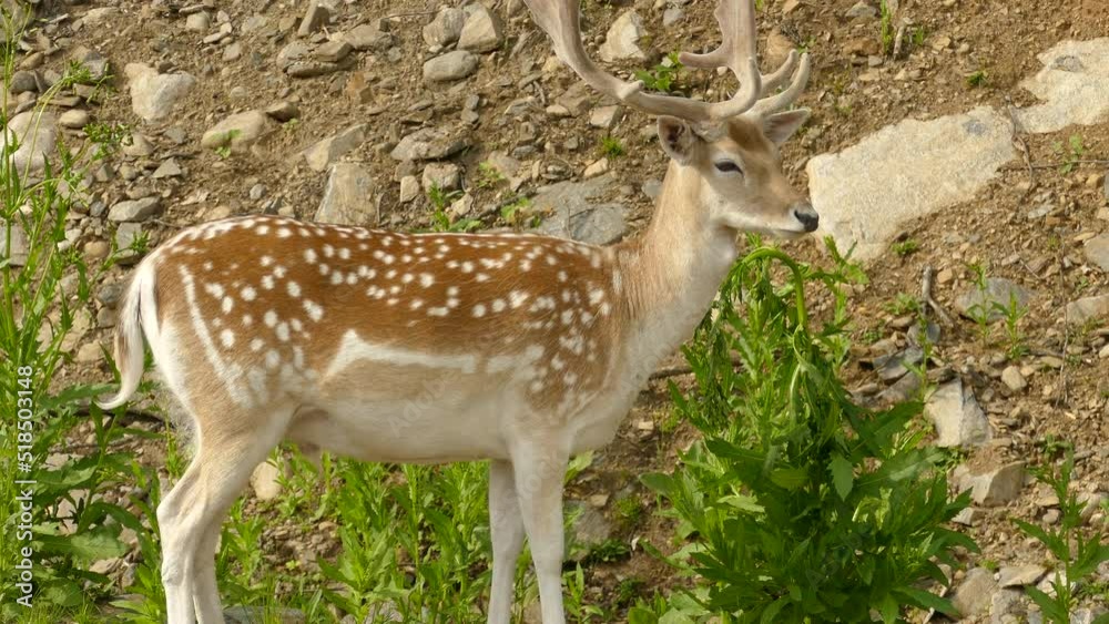 Beautiful adult Fallow dear standing in greenery and observing Beautiful adult Fallow dear standing in greenery and observing