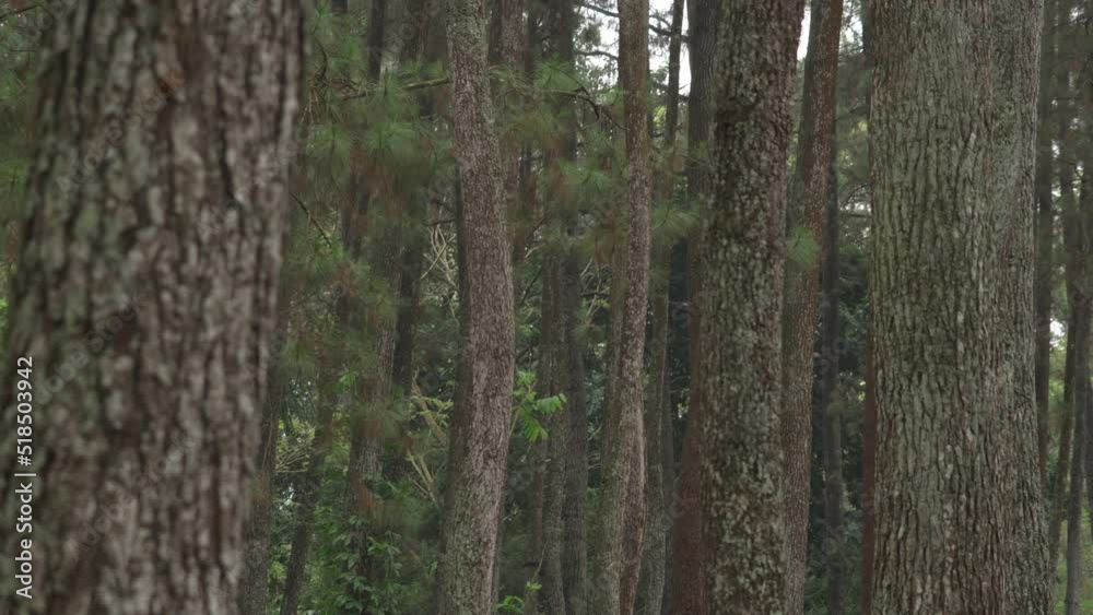 Pine Trees Pinus merkusii at Forest Park in Bandung West Java Indonesia Pine Trees Pinus merkusii at Forest Park in Bandung West Java Indonesia