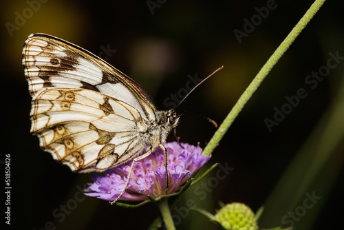 Macro photography of a butterfly