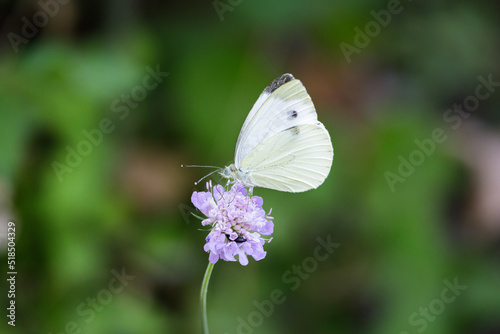 Macro photography of a butterfly