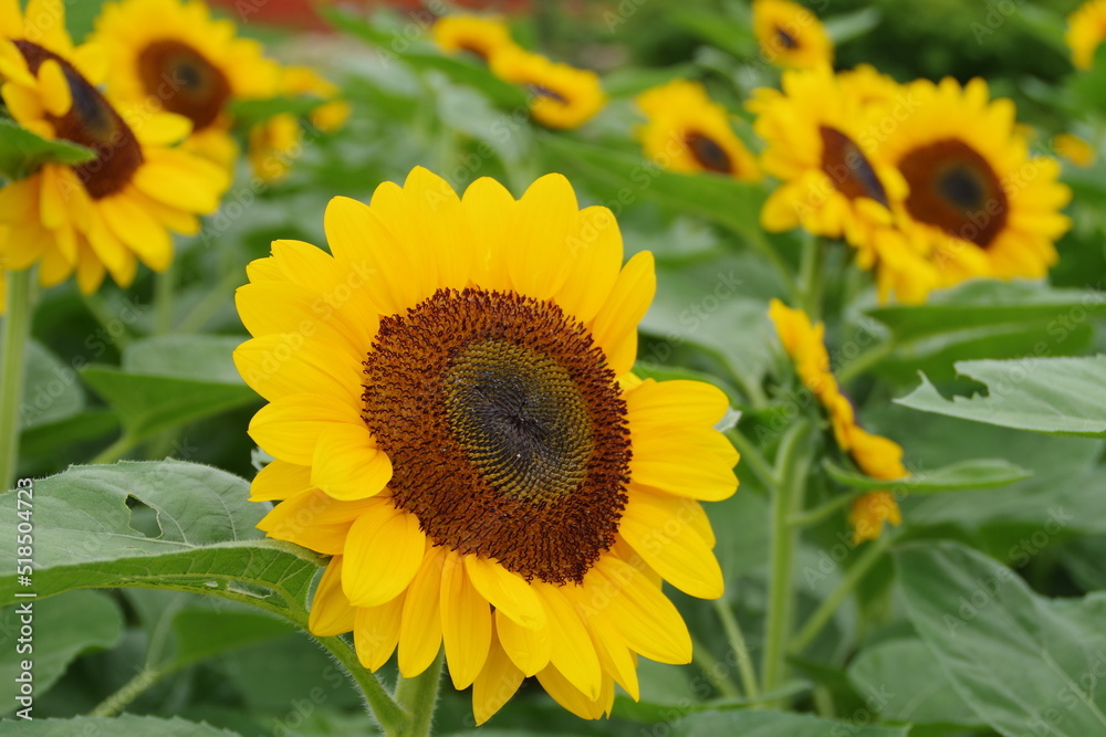 Naklejka premium 太陽を浴びて