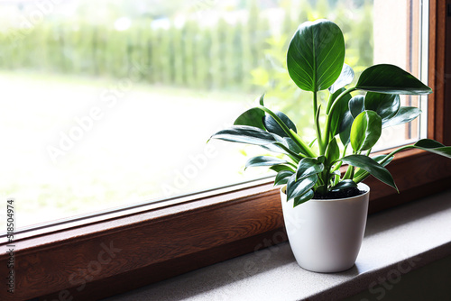 Beautiful houseplant with bright green leaves in pot on windowsill, space for text