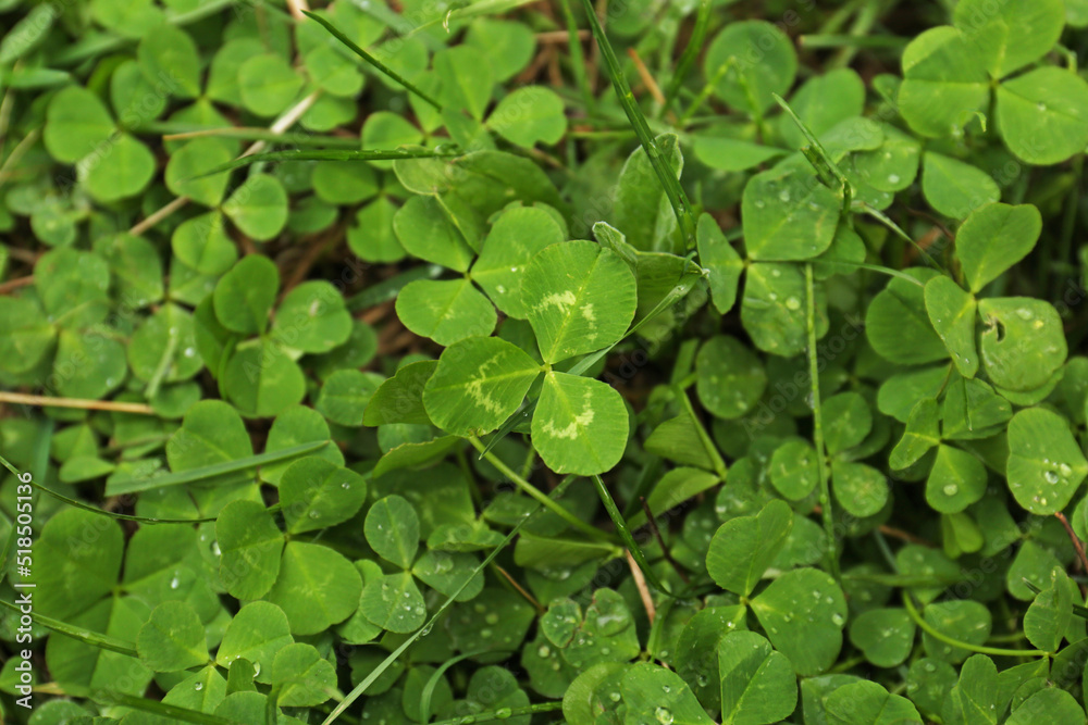 Beautiful green clover leaves and grass with water drops, top view Beautiful green clover leaves and grass with water drops, top view