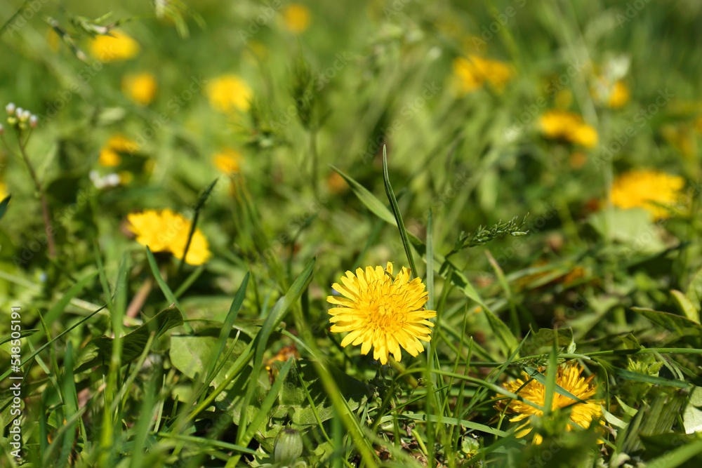 Many beautiful yellow dandelion flowers growing outdoors Many beautiful yellow dandelion flowers growing outdoors