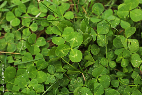Beautiful green clover leaves and grass with water drops, top view © New Africa