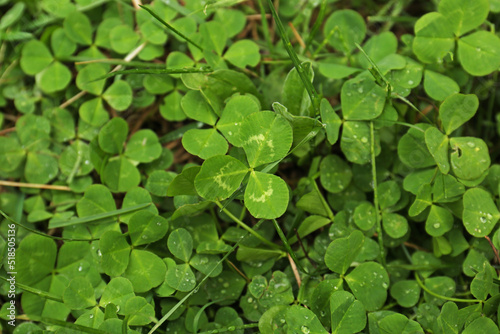 Beautiful green clover leaves and grass with water drops  top view