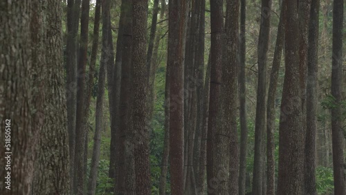 Wallpaper Mural Pine Trees Pinus merkusii at Forest Park in Bandung West Java Indonesia Torontodigital.ca