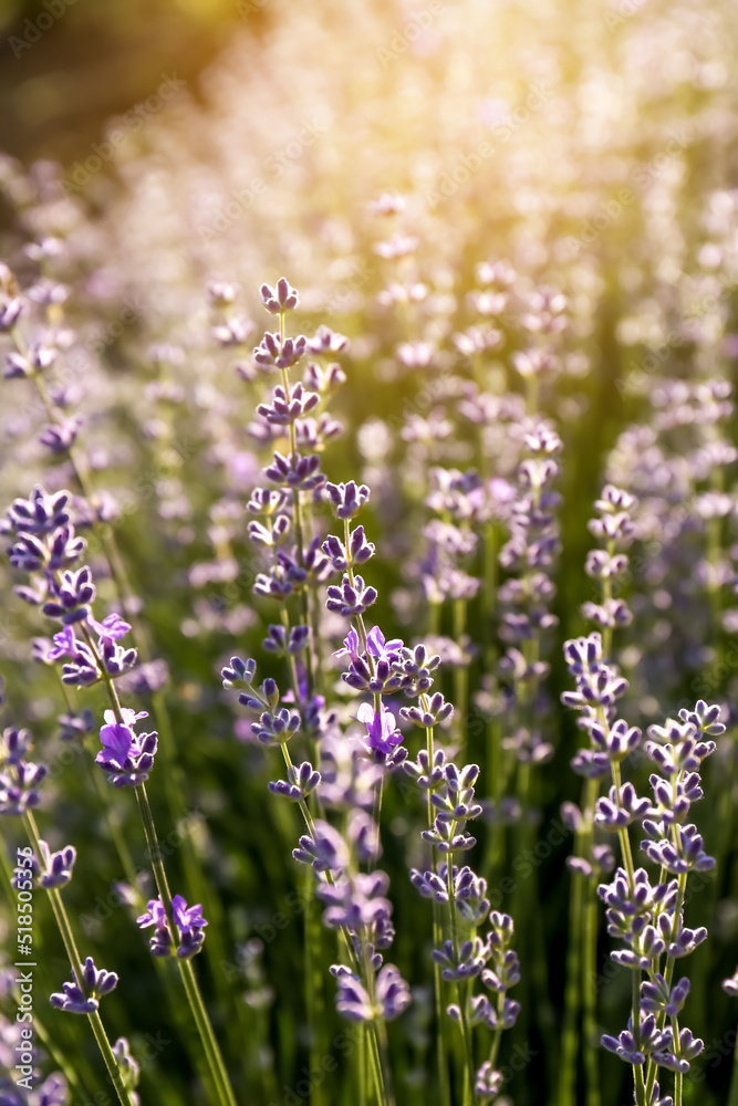 Obraz premium Beautiful lavender flowers growing in field on sunny day, closeup