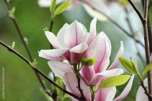 Magnolia tree with beautiful flowers on blurred background  closeup