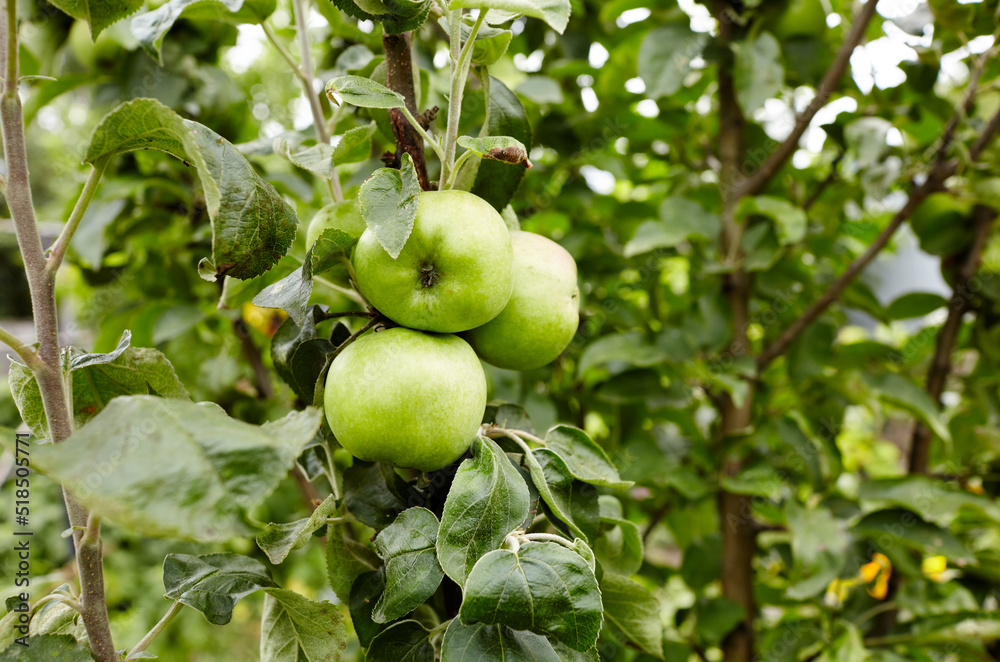 Ripe apples on a tree in a garden. Organic apples hanging from a tree branch in an apple orchard