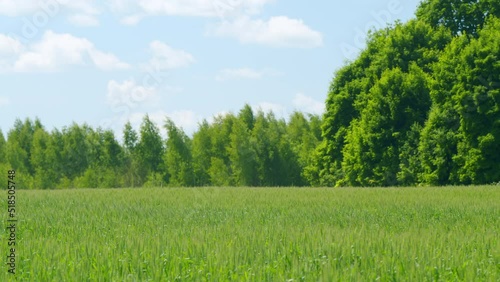 Fresh ears of young green wheat on nature in spring field. Crops growing in spring against the forest. Slow motion.