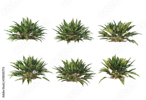 Eastern plants and plants with a white background