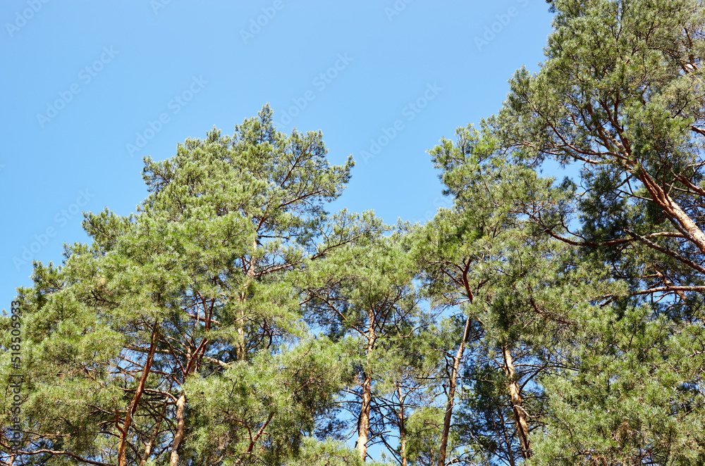 Fototapeta premium Pine trees against the blue sky. View in to tall pine trees on a summers day