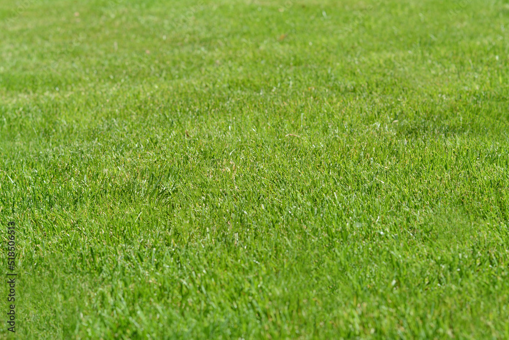 Beautiful bright green grass on sunny day Beautiful bright green grass on sunny day