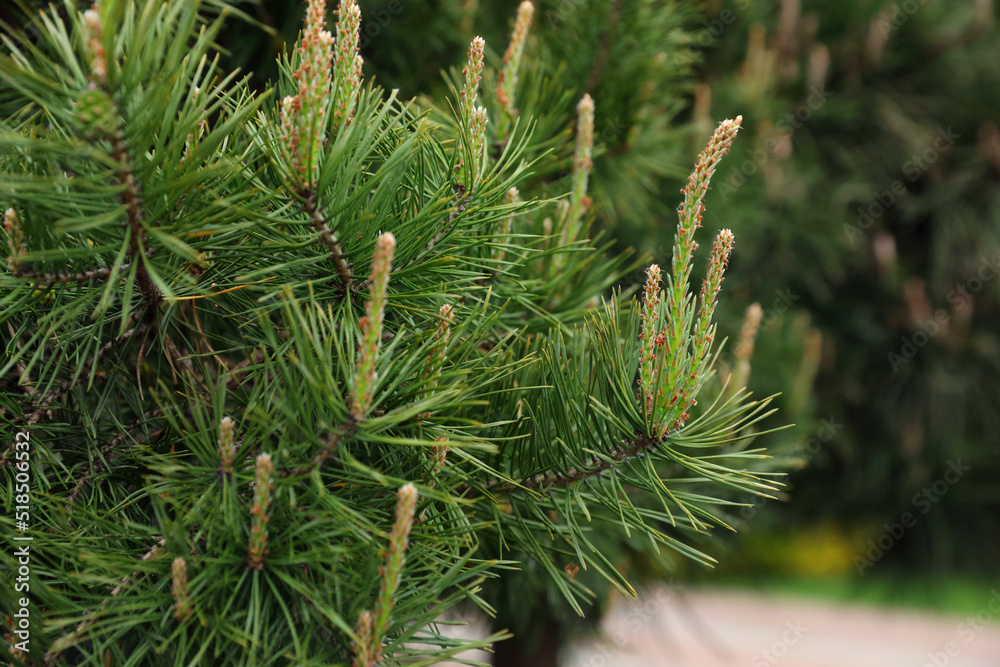 Pine tree with blossoms outdoors on spring day, closeup Pine tree with blossoms outdoors on spring day, closeup