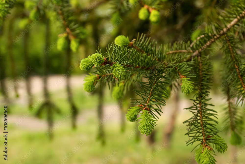 Beautiful branch of coniferous tree in park, closeup Beautiful branch of coniferous tree in park, closeup