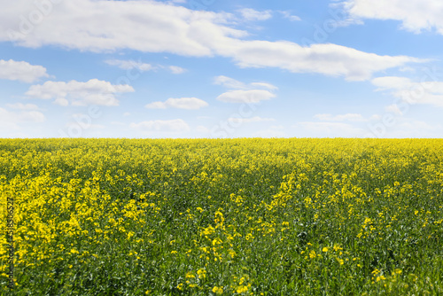 Beautiful view of blooming rapeseed field on sunny day © New Africa