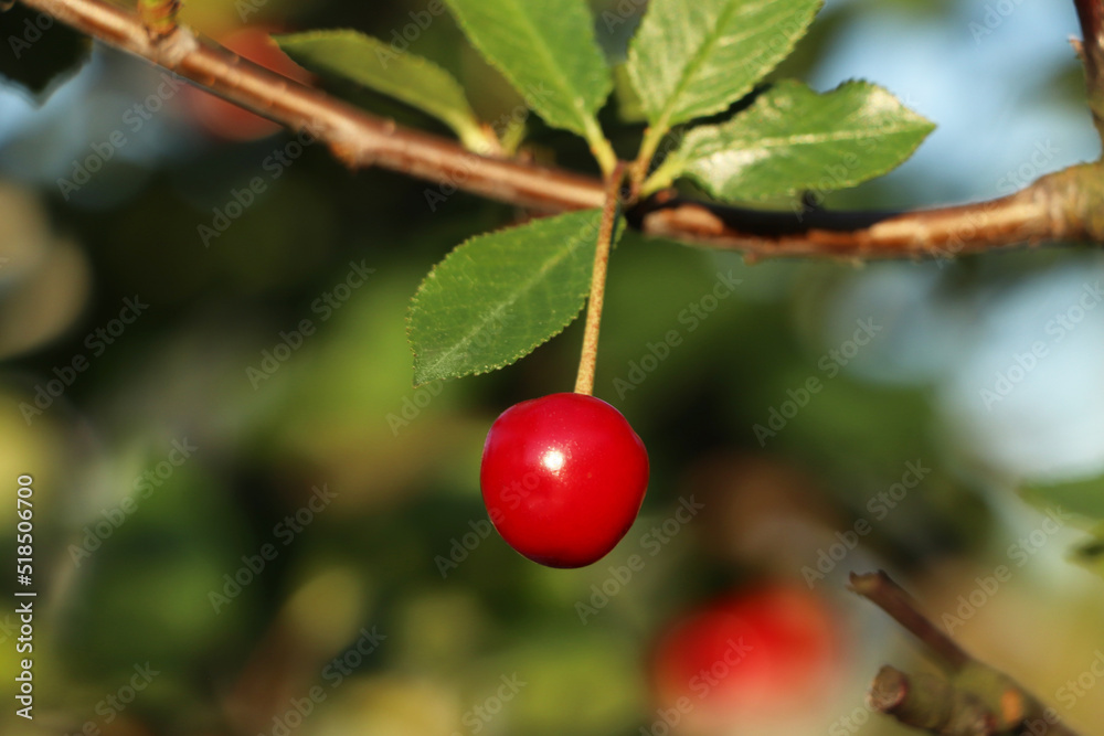 Closeup view of cherry tree with ripe red berries outdoors on sunny day
