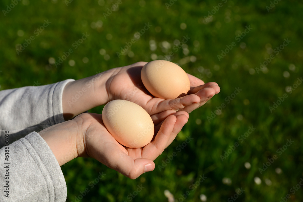 Child holding raw chicken eggs outdoors, closeup Child holding raw chicken eggs outdoors, closeup