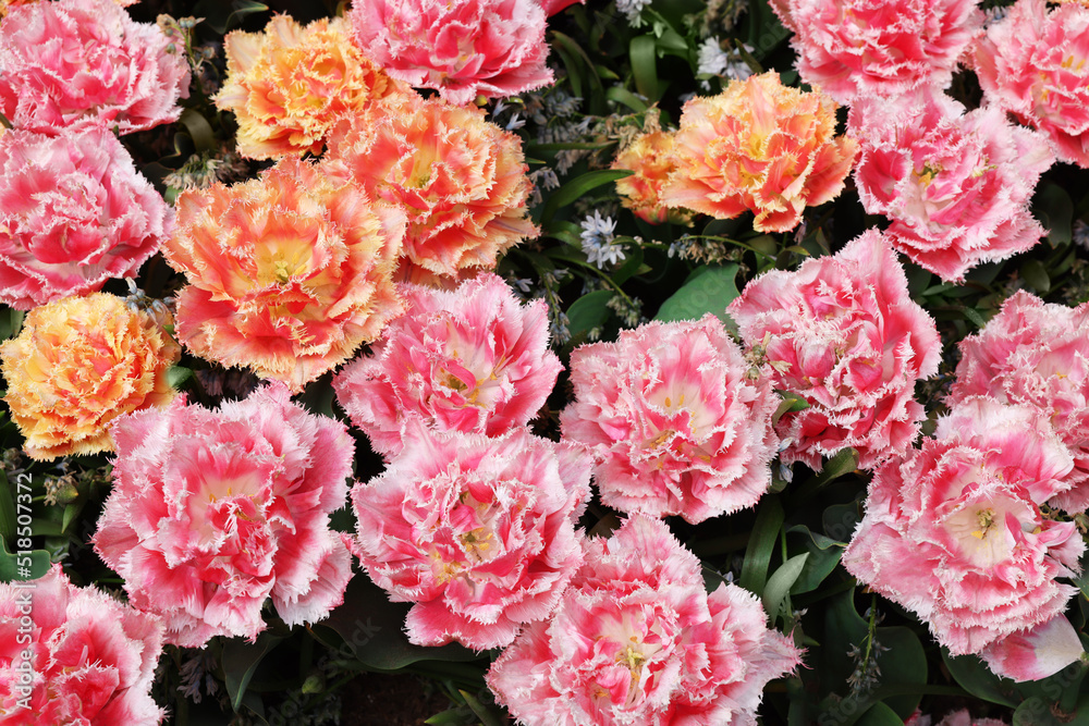 Many beautiful tulip flowers as background, above view. Spring season