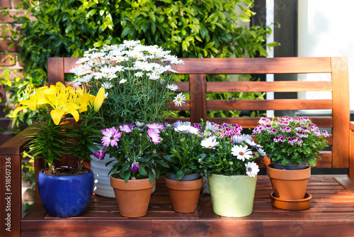 Foto Many different beautiful blooming plants in flowerpots on wooden bench outdoors