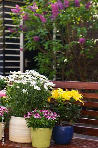Wallpaper Mural Many different beautiful blooming plants in flowerpots on wooden bench outdoors Torontodigital.ca