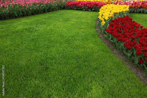 Many beautiful tulip flowers and green lawn growing in park. Spring season