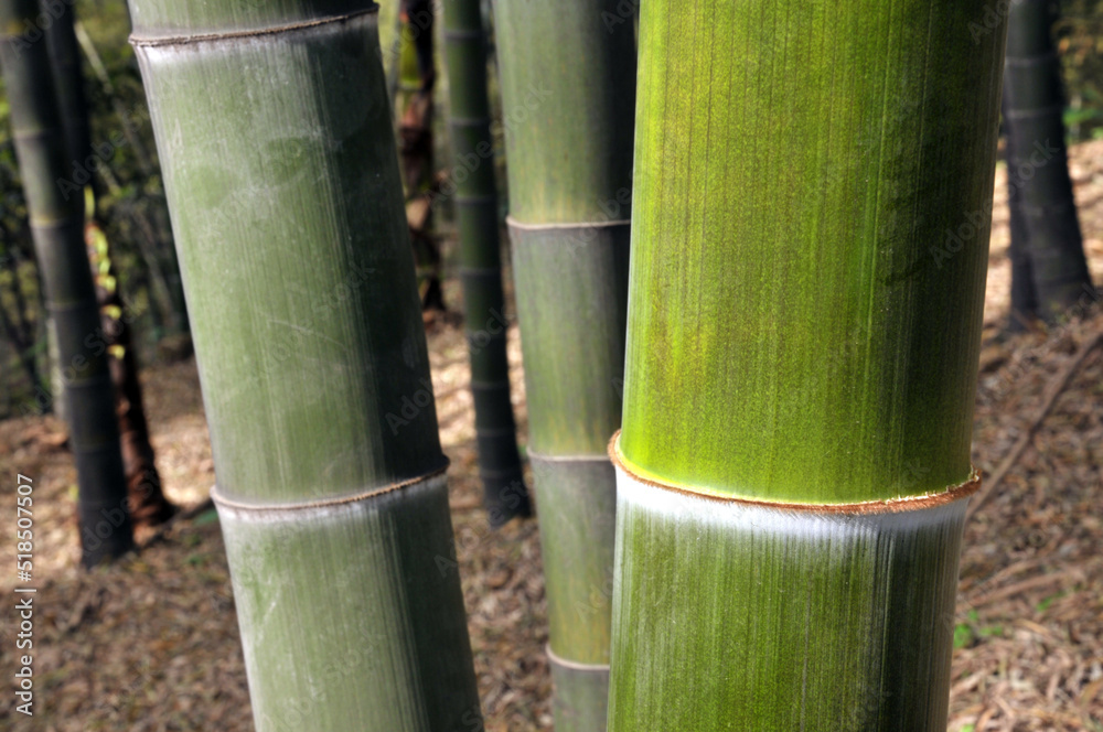 sun shining through the bamboo forest sun shining through the bamboo forest