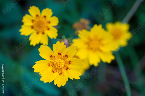 A Cosmos Flower On A Bunch Of Flowers Over A Natural Blur Background