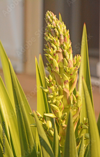 Yucca dont la fleur commence    s ouvrir.