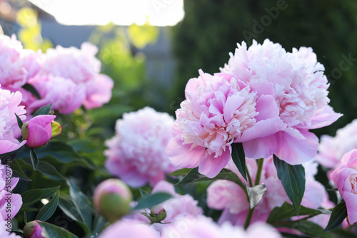 Beautiful pink peony flowers outdoors, closeup view