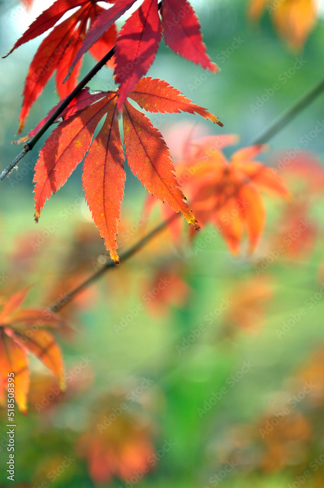 red maple leaf red maple leaf