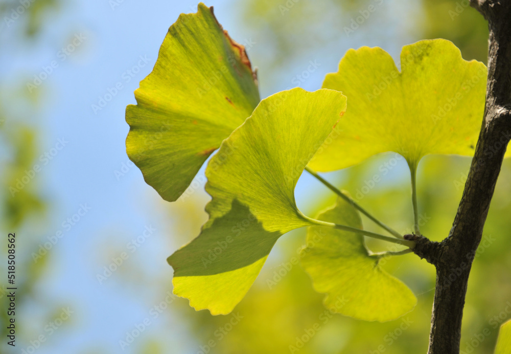 Obraz premium autumn ginkgo tree