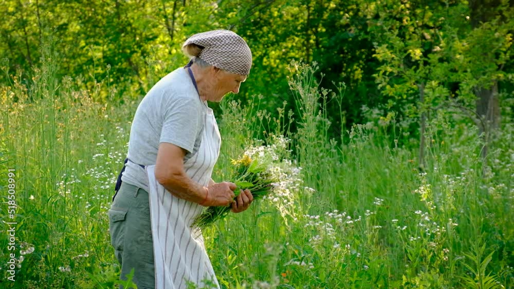 An old woman collects medicinal herbs. Selective focus. An old woman collects medicinal herbs. Selective focus.