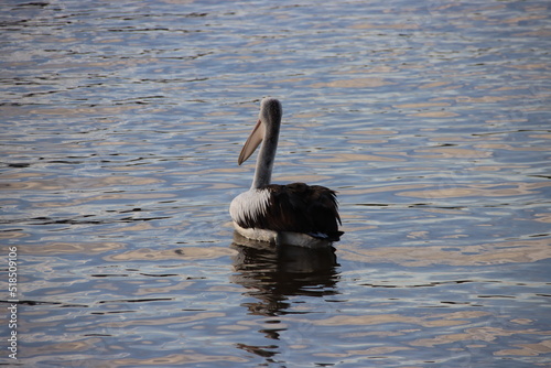 Australian Pelican (Pelecanus conspicillatus), Noosa River, Noosaville, Sunshine Coast, Queensland, Australia.