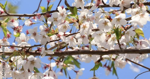 cherry blossoms