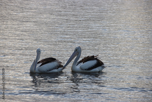 Australian Pelican (Pelecanus conspicillatus), Noosa River, Noosaville, Sunshine Coast, Queensland, Australia.