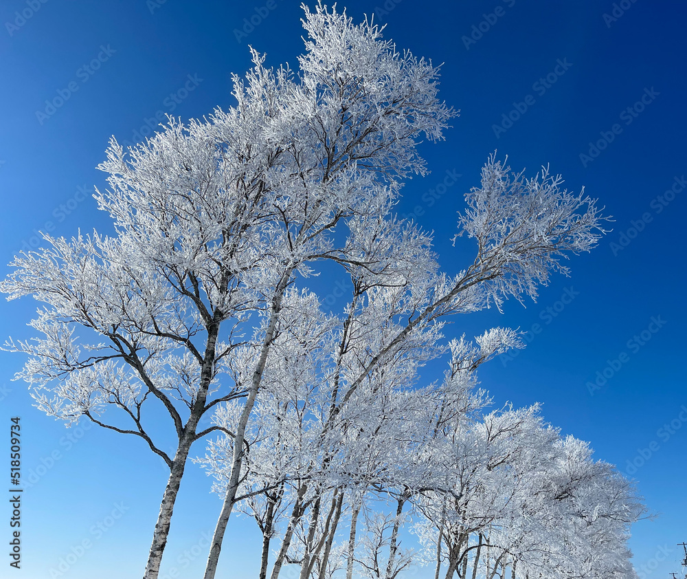 Frost covered Trees and blue sky