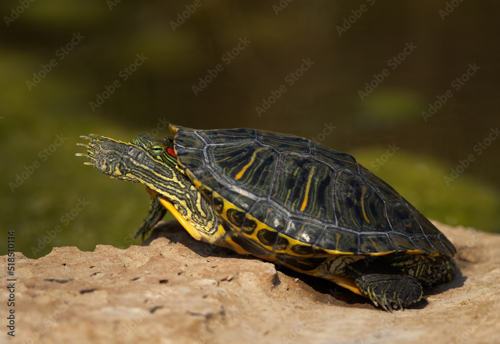 Closeup of a Red-eared slider basking in sun at Adhari canal, Bahrain Closeup of a Red-eared slider basking in sun at Adhari canal, Bahrain