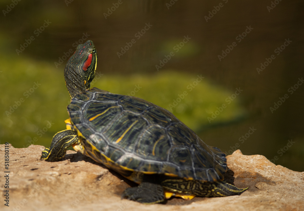 Red-eared slider at Adhari canal, Bahrain Red-eared slider at Adhari canal, Bahrain
