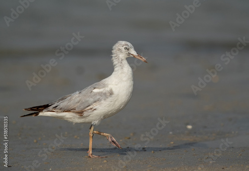 Slender-billed gull at Busaiteen coast, Bahrain