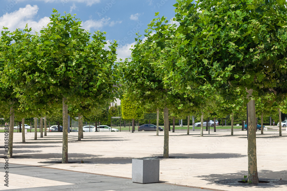 Green plane trees grow in a modern park