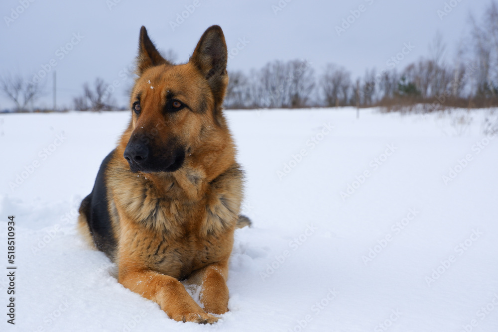 German Shepherd dog lying in the snow. German Shepherd Dog in winter. Dog performs the commands of the owner.
