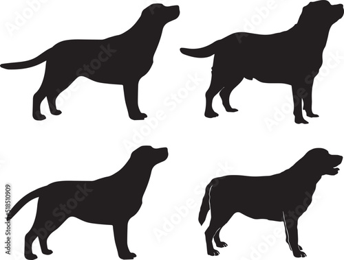 Labrador Retriever 3