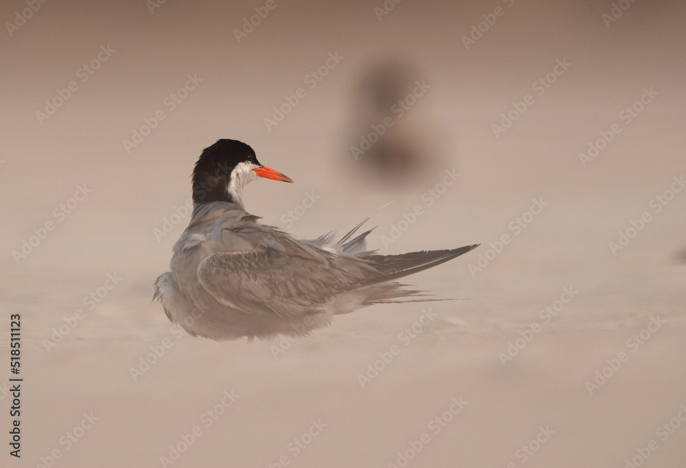 White-cheeked Tern preening at Sanad coast, Bahrain White-cheeked Tern preening at Sanad coast, Bahrain